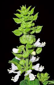 Attēlu rezultāti vaicājumam “Ocimum basilicum flower”