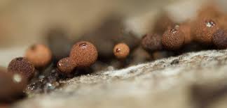 Attēlu rezultāti vaicājumam “Enerthenema papillatum”