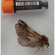 Attēlu rezultāti vaicājumam “Notodonta ziczac”