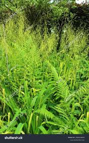 Attēlu rezultāti vaicājumam “Milium effusum leaf”