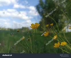 Attēlu rezultāti vaicājumam “Ranunculus polyanthemos”