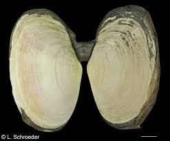 Attēlu rezultāti vaicājumam “Physarum bivalve sessile”
