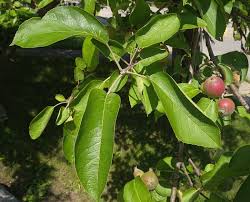 Attēlu rezultāti vaicājumam “Malus”