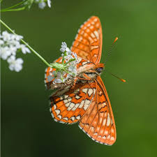Attēlu rezultāti vaicājumam “Euphydryas maturna”