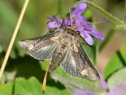 Attēlu rezultāti vaicājumam “Abrostola tripartita”