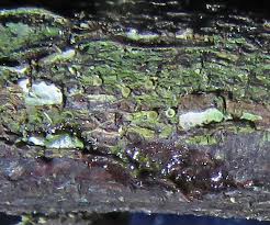 Attēlu rezultāti vaicājumam “Fellhanera subtilis”