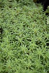 Attēlu rezultāti vaicājumam “Sedum hispanicum”