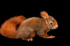 Attēlu rezultāti vaicājumam “Sciurus vulgaris”