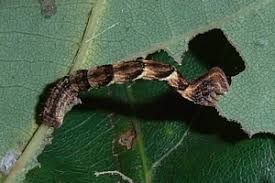 Attēlu rezultāti vaicājumam “Cyclophora punctaria”