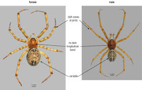 Attēlu rezultāti vaicājumam “Theridiidae”