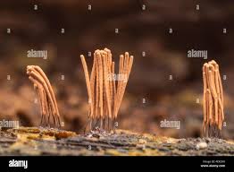 Attēlu rezultāti vaicājumam “Stemonitis lignicola macro”