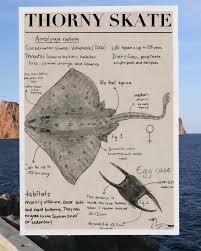 Image result for Amblyraja radiata