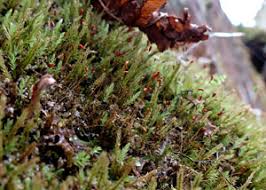 Attēlu rezultāti vaicājumam “Dicranella crispa”