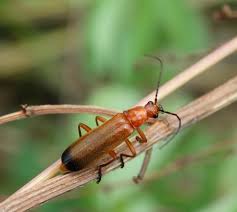 Attēlu rezultāti vaicājumam “Rhagonycha fulva”