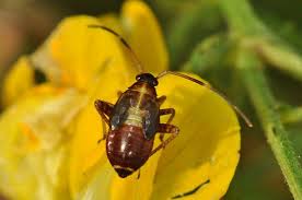 Attēlu rezultāti vaicājumam “Adelphocoris seticornis”