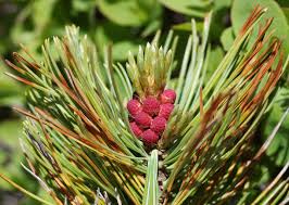 Attēlu rezultāti vaicājumam “Pinus pumila male flower”