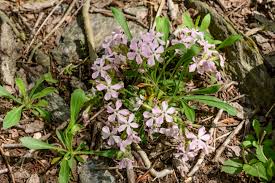 Attēlu rezultāti vaicājumam “Silene borysthenica flower”