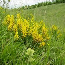 Image result for Genista tinctoria