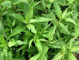 Image result for Chenopodium ambrosioides
