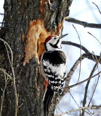 Attēlu rezultāti vaicājumam “Dendrocopos leucotos male”