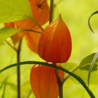 Image result for Lampionblume