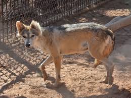 Image result for canis lupus arabs