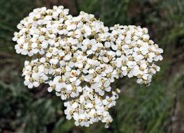 Image result for Achillea millefolium