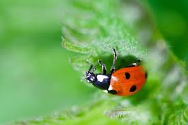 Attēlu rezultāti vaicājumam “Coccinella septempunctata imago”