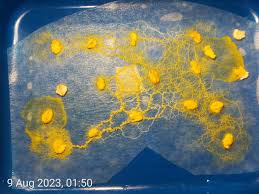 Attēlu rezultāti vaicājumam “Badhamia sp.”