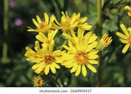 Attēlu rezultāti vaicājumam “Jacobaea paludosa”