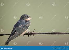 Attēlu rezultāti vaicājumam “Hirundo rustica juvenile”