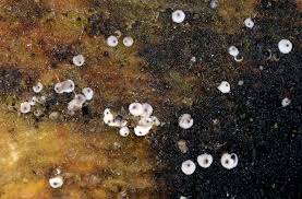 Attēlu rezultāti vaicājumam “Lasiosphaeria ovina spores”