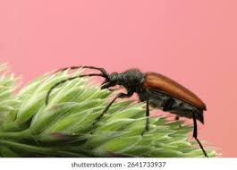 Attēlu rezultāti vaicājumam “Pseudovadonia livida”