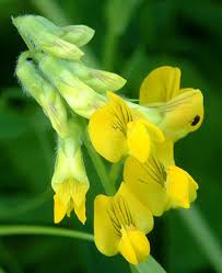 Attēlu rezultāti vaicājumam “Lathyrus pratensis flower”