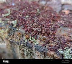 Attēlu rezultāti vaicājumam “Nowellia curvifolia”