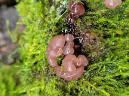 Attēlu rezultāti vaicājumam “Ascotremella faginea”