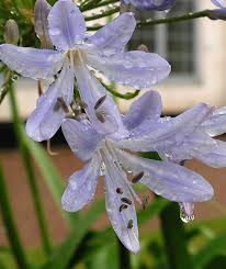 Attēlu rezultāti vaicājumam “Amarillidaceae”