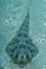 Image result for Pseudobatos lentiginosus