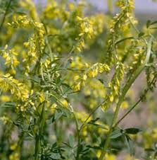 Attēlu rezultāti vaicājumam “Melilotus wolgicus flower”