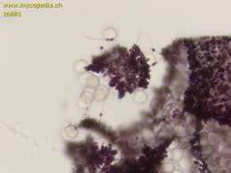 Attēlu rezultāti vaicājumam “Cribraria violacea”