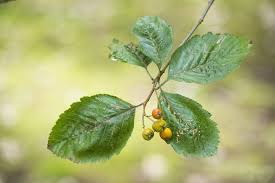 Attēlu rezultāti vaicājumam “Sorbus”