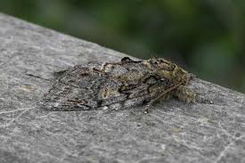 Attēlu rezultāti vaicājumam “Peridea anceps”