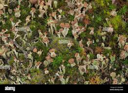 Attēlu rezultāti vaicājumam “Cladonia ramulosa”