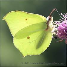 Attēlu rezultāti vaicājumam “Gonepteryx rhamni upperside”