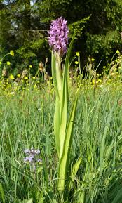 Attēlu rezultāti vaicājumam “Dactylorhiza incarnata leaf”