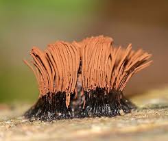 Attēlu rezultāti vaicājumam “Stemonitis splendens spores”