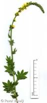 Image result for Agrimonia eupatoria