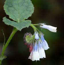 Attēlu rezultāti vaicājumam “Symphytum grandiflorum”