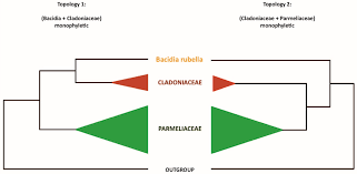 Attēlu rezultāti vaicājumam “Bacidia rubella”
