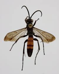 Attēlu rezultāti vaicājumam “Anoplius viaticus”